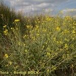 Tanacetum annuum Habit