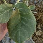 Calotropis procera 叶