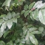 Trichilia emetica List