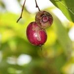 Syzygium cymosum Fruit