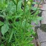 Campanula persicifolia Blad