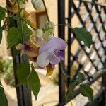 Cochliasanthus caracalla Flower