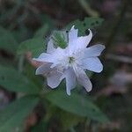 Silene latifoliaΛουλούδι