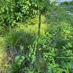 Equisetum hyemaleLeaf