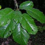 Sterculia recordiana ഇല