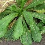 Lactuca virosa Leaf