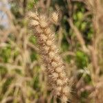 Cenchrus pedicellatus Fula