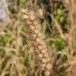 Cenchrus pedicellatus Flower