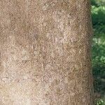 Acer cissifolium Casca