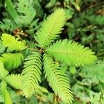 Mimosa pudica Folla