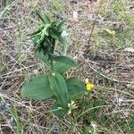 Epipactis phyllanthes Leaf