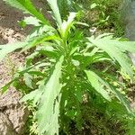 Erigeron sumatrensis Leaf