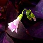 Oxalis triangularis Fleur