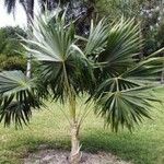 Coccothrinax barbadensis Leaf