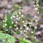 Mitella diphylla Flor