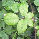 Rubus scabripes ഇല