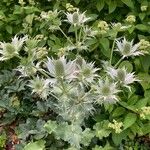 Eryngium giganteum Blüte