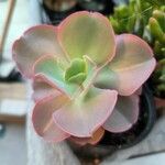 Echeveria gigantea Fulla