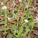 Antennaria plantaginifolia Blatt