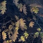 Quercus kelloggii Leaf