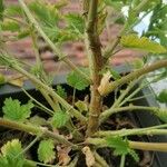 Pelargonium graveolens 树皮