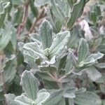 Cistus crispus Leaf