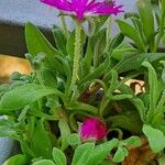 Dorotheanthus bellidiformis Hábito