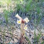 Orobanche uniflora Blomma