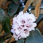 Rhododendron fulvum Kukka