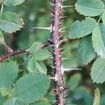 Rosa webbiana Bark