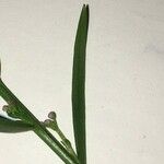 Iberis linifolia Mosusu