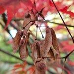 Acer japonicum 果實