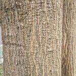 Erythrina variegata خشب