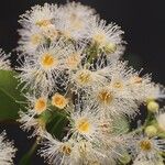 Syzygium × intermedium Flor