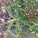 Asclepias asperula Feuille