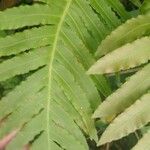 Woodwardia radicans 葉