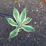 Agave americana Lapas