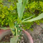 Euphorbia neriifolia Blad