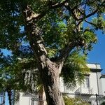 Liquidambar formosana Συνήθη χαρακτηριστικά