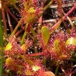 Drosera × obovata ഇല