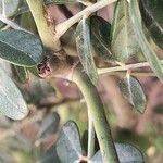 Sophora tomentosa Bark