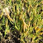 Salicornia perennis Blatt