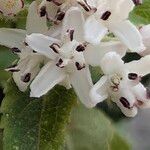 Sambucus ebulusBlomst