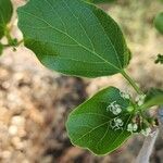 Cordia myxa Leaf