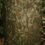 Pradosia ptychandra Bark