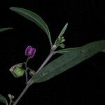 Polygala persicariifolia Hábitos