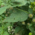 Dipsacus pilosus Folha