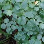 Thalictrum minus Feuille