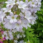 Campanula lactiflora Floare