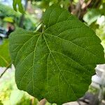 Vitis vulpina 葉